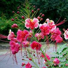 Image result for Caesalpinia