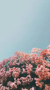 100 Beautiful Iphone Wallpaper Iphone Background Summer Flower Aesthetic Wallpaper Wallpaper Iphone Bunga Cat Air Gambar Kastil
