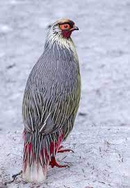 More images for national bird sikkim animals name » Birds Birding Trips And Birdwatching Tours In Sikkim Fat Birder