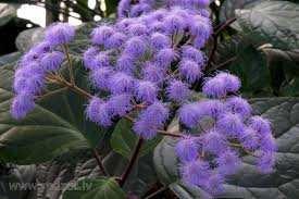 Image result for Bartlettina