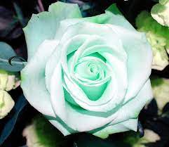 This is how i created my mint green nails with white and purple flowers.the nail polishes i used were:candie's mighty mintthe color workshop (naqa)sally. Mint Green Rose Green Rose Mint Aesthetic Rose Seeds