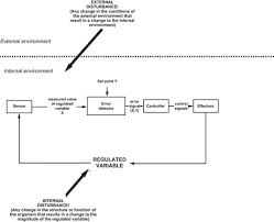 A Physiologist S View Of Homeostasis Advances In Physiology Education