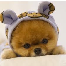 Looks Like A Stuff Animal But He S Real So Cute With The Hoodie On Goruntuler Ile Sevimli Hayvan Yavrulari Sevimli Kopek Yavrulari Yavru Kopek