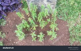 Image result for Heimia salicifolia