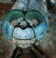 Black Green And Blue Dragonfly Pin By Efairies On Jojo Post Micro Dragonfly Insects Blue Dragonfly