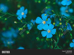 Headband measures 14 inches around unstretched. Amazing Bright Cyan Image Photo Free Trial Bigstock