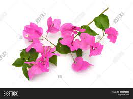 Alasan paling utama kenapa bunga ini dinamakan dengan bunga kertas yaitu. Bougainvillea Known Image Photo Free Trial Bigstock