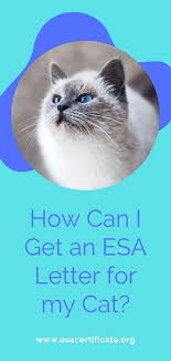 How to get an esa letter for my cat. How Can I Get An Esa Letter For My Cat Emotional Support Animal Cats Emotional Support