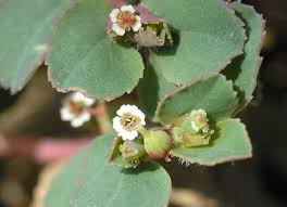 Image result for Euphorbia pseudopetiolata
