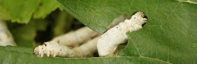 Einige wenige tage unaufmerksamkeit oder nichtanwesenheit und raupen haben sich in der heimischen pflanzenwelt breitgemacht. Seide Ariwa