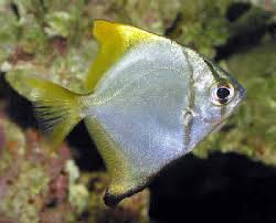 Mono Fish Moonfish Monodactylus Argenteus Silver Moony
