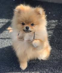 Pomeranian Admirer 2020 Sevimli Hayvan Yavrulari Komik Hayvan Videolari Komik Hayvan