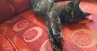 Kedi Besleyenlerin Iyi Bildigi Gercekler Kizlarsoruyor