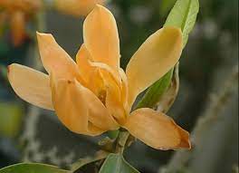 Pin On Las Flores De Aromaticos