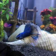 Check out our white betta fish selection for the very best in unique or custom, handmade pieces from our aquariums & tank décor shops. Betta Fish Scales And Fins Slowly Turning White Help My Aquarium Club