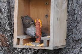 Take a cup of your favorite hot sauce, add a spoonful of cayenne pepper and a capful of murphy's oil soap, and mix together. 12 Tips For Squirrel Proof Bird Feeders The Family Handyman