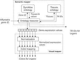 In a cortical homunculus, more sensitive body parts are larger and less sensitive body parts are smaller. Semantic Mapping And Visual Mapping For Integrated Visualization Of Download Scientific Diagram