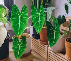 Selain Keladi Dan Aglonema Tanaman Hias Alocasia Juga Diburu Ini Daftar Harga Lengkapnya Zona Banten