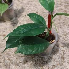 Image result for hoya multiflora