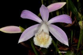 Maybe you would like to learn more about one of these? Pleione Species