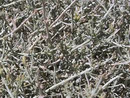 Image result for Kotschya suberifera