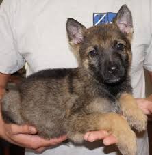 Those that belong in this category will start out as black sable german shepherd puppies and gradually lighten, until their back is the only part that is completely. Tiger Sable German Shepherd Puppy For Sale Zauberberg