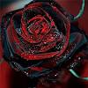 Keep in mind that they. Https Encrypted Tbn0 Gstatic Com Images Q Tbn And9gctlf0stdkrznujxi Ki8umkt5gldfmcaodta89psbm Usqp Cau