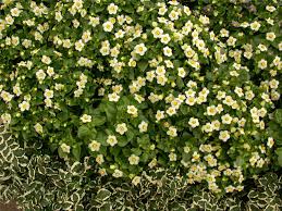 Image result for Exacum zombense