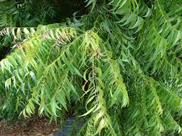 Image result for Azadirachta indica