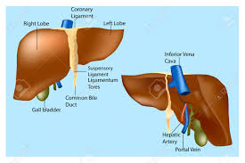 Download and use 400+ liver diagram stock photos for free. Liver Anatomy Sablon