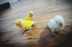 للبيع طيور روز 3 افراخ 2 صفر 1 ابيض على اشويه زراق اليفات animals