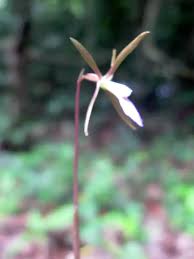 Image result for Nervilia crociformis