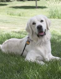 English Cream European White Golden Retriever Golden Retriever Dogs Golden Retriever Golden Retriever Puppy