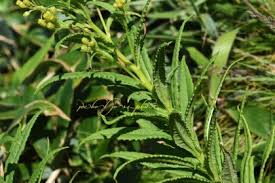 Image result for Senecio strictifolius