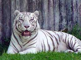 Things To Do In Hilo On Hawaii S Big Island Big Island Hawaii White Bengal Cat White Tiger