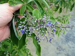 Image result for Vitex trifolia