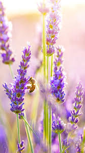 Bsƙɛɧ Beaųɬɨeꮥ Beautiful Flowers Wallpapers Beautiful Flowers Lavender Flowers
