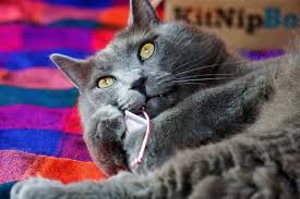 If you've ever owned a cat, you know they can be very opinionated — especially when it comes to litter boxes. 9 Best Cat Subscription Boxes To Treat Your Kitty Fluffy Kitty