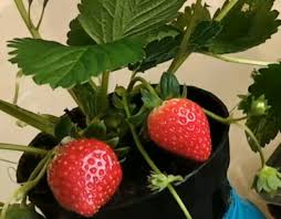 We did not find results for: Cara Menanam Strawberry Di Rumah Menggunakan Pot Tanaman Buah