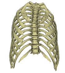 Rib cage, basketlike skeletal structure that forms the chest, or thorax, made up of the ribs and their the rib cage surrounds the lungs and the heart, serving as an important means of bony protection for. Ribs And Sternum Dornheim Anatomy