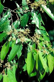 Image result for Cryptocarya liebertiana