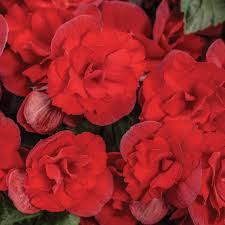 Image result for Begonia scutifolia