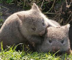 Image result for Common wombat