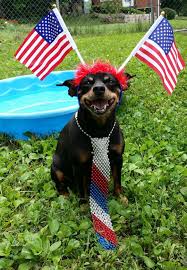 Usa Usa On Fun Dogs Cutedogs Funnyanimals Cute Dogs Funny Dogs Funny Animals