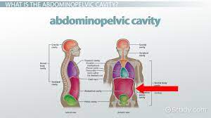 Maybe you would like to learn more about one of these? Abdominopelvic Cavity Bony Landmarks Organs Regions Video Lesson Transcript Study Com