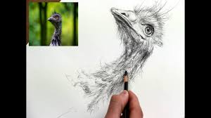 Apprends à dessiner un autruche en 3 étapes ! Comment Dessiner Une Autruche Emeu En Fait Pierre Noire Youtube