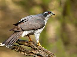 When spring finally arrives, and it hasn't yet, imagine the joy of happening upon this secret nest, seeing the promise of fragile. A Guide To British Birds Of Prey Lovethegarden