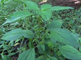 Image result for Acalypha lanceolata