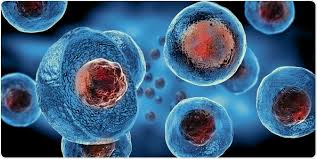 Stem Cell Controversy
