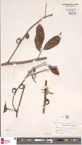 Image result for Dictyophleba ochracea